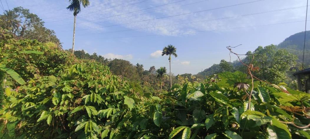 Riya Home Stay Munnar Anaviratty Екстер'єр фото